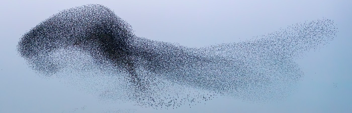 an image of starling murmurations